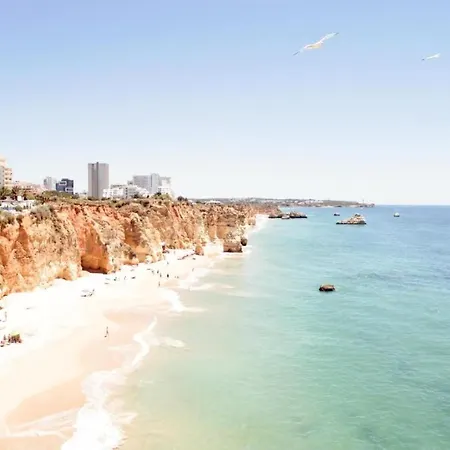 Flor Da Beira Ou Paraiso Sol Da Rocha